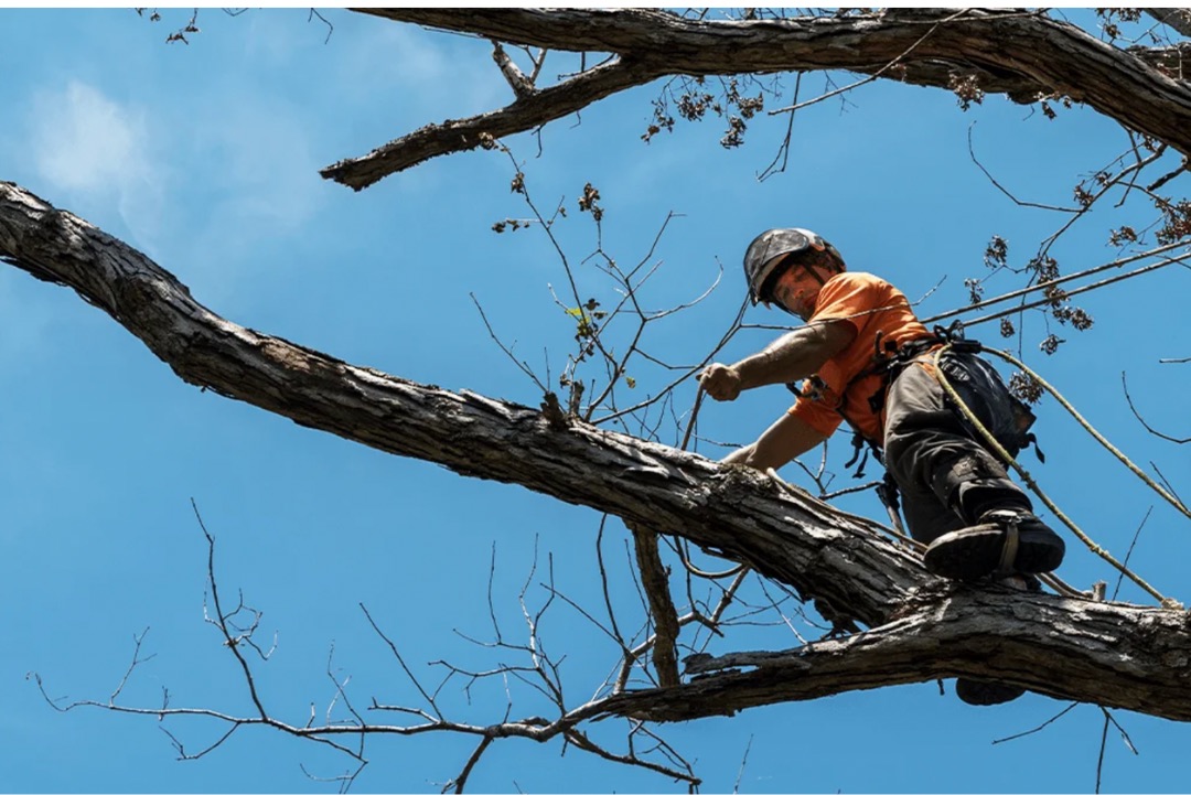 Tree worker positioned in a mature tree